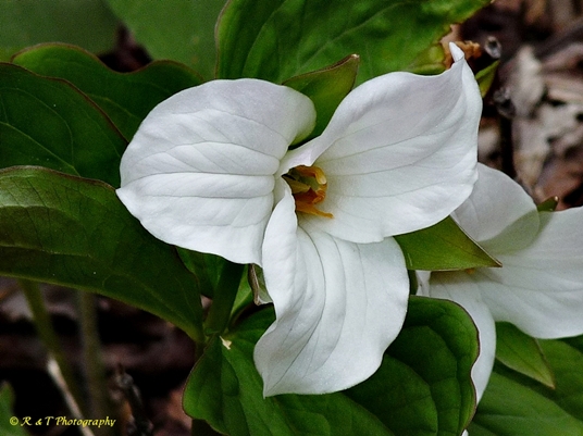 {Trillium grandiflorum}